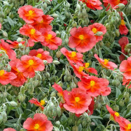 Helianthemum naranja